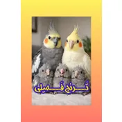 ترنج فمیلی 