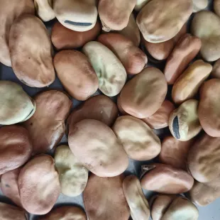 باقلی درشت یا باقلی برکت 1000 گرمی حاصل سال1404