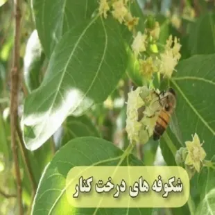 عسل کنار اعلا یک کیلویی صددرصد خالص و درمانی