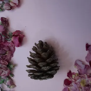 میوه ی باز شده درخت کاج رنگ قهوه ای روشن