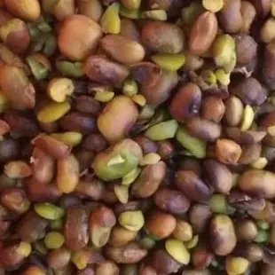 مغز پسته کوهی (بنه) نوژه ن