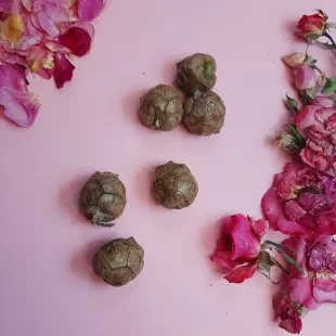 میوه ی درخت سرو بسته رنگ نسکافه ای