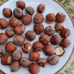 فندق شکسته خندان خام،تازه امساله و تازه 1000گرمی