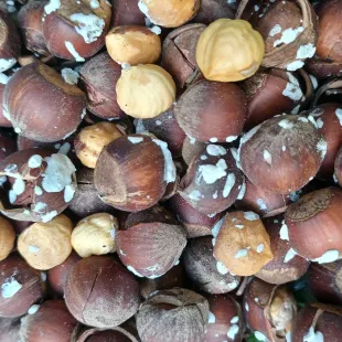 فندق برشته روز تازه و امساله1000گرمی