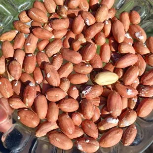 بادام زمینی برشته محصول 1404محلی آستانه اشرفیه درجه یک برداشت (2000گرمی )