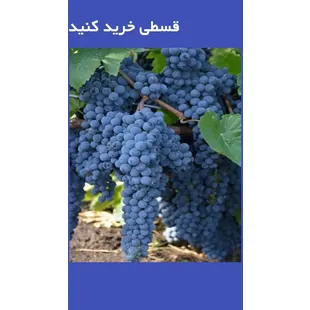 مویز انگور سیاه دیم شاهانی سردشت آفتاب خشک یک کیلویی امساله