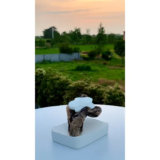 جاشمعی ریشه