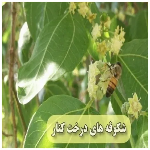 عسل کنار اعلا یک کیلویی صددرصد خالص و درمانی