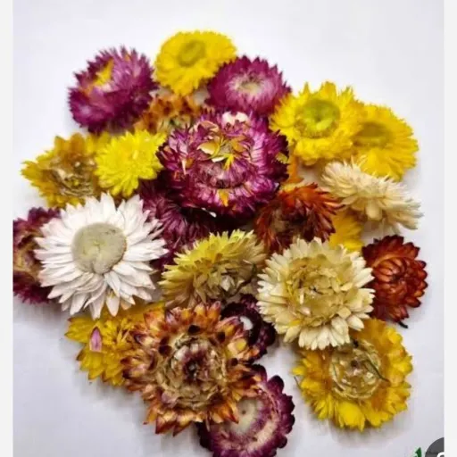 گل مینا صادراتی 100 گرم