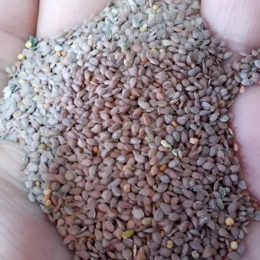 قدومه شیرازی اصلی اعلا(50 گرمی)