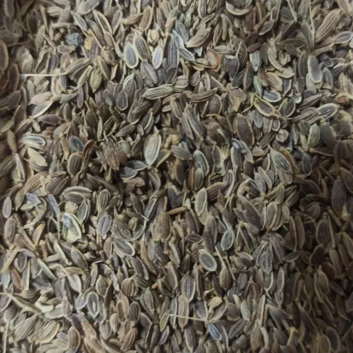 بذر شوید 50 گرمی 
