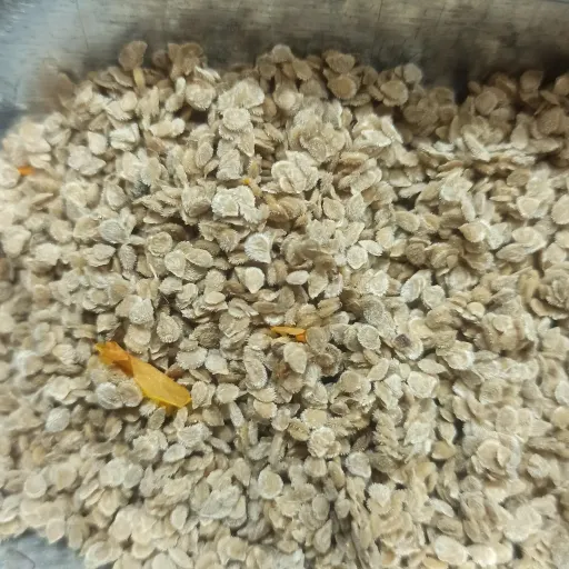 بذر گوجه ریز 20گرمی