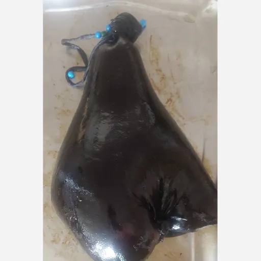 هیزه یا خیک 1400 گرمی با و بی روغن نوع بی روغن و خالی