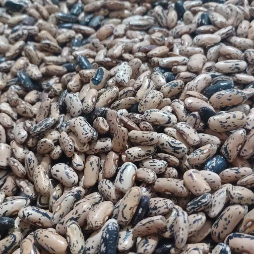 پاچ باقلا محلی آستانه اشرفیه محصول 1404