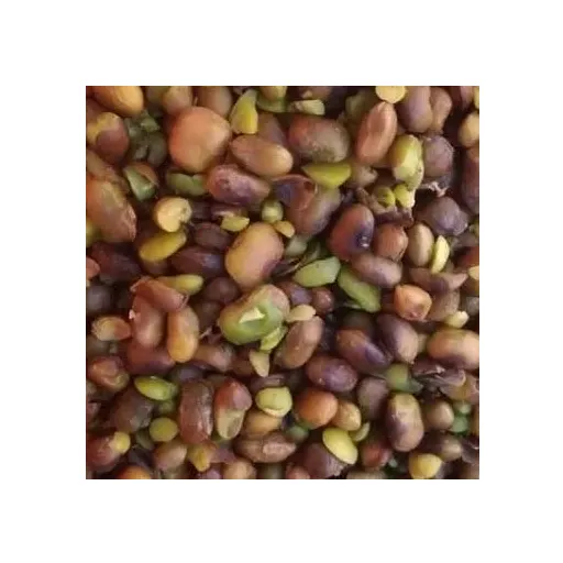 مغز پسته کوهی (بنه) نوژه ن
