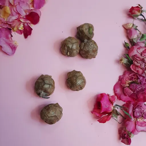 میوه ی درخت سرو بسته رنگ نسکافه ای