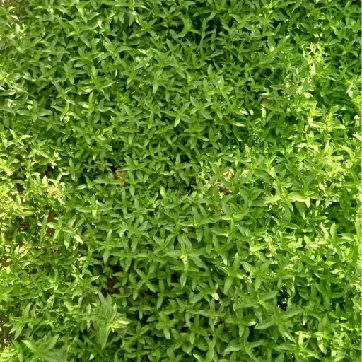 نعناع خشک اعلا بومی و درجه یک