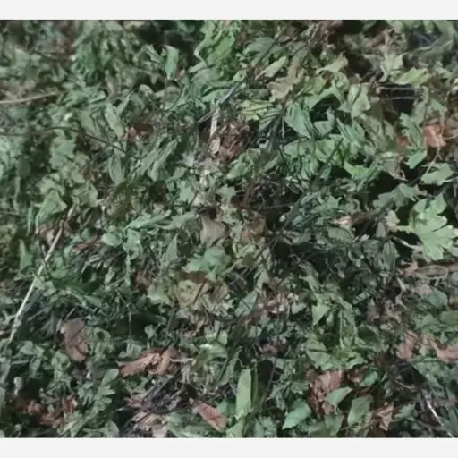 پرسیاوشان یک کیلویی
