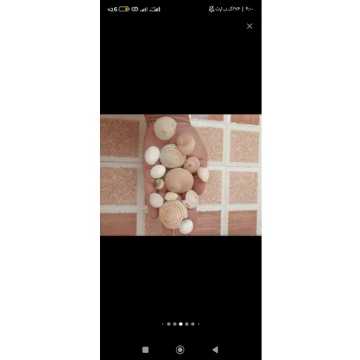 صدف حلزونی چشم کوسه ای رنگ خاص