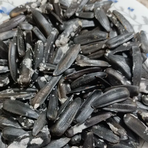 تخمه سیاه اصل خوی 500گرمی تازه برشته شده 