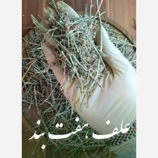 گیاه هفت بند