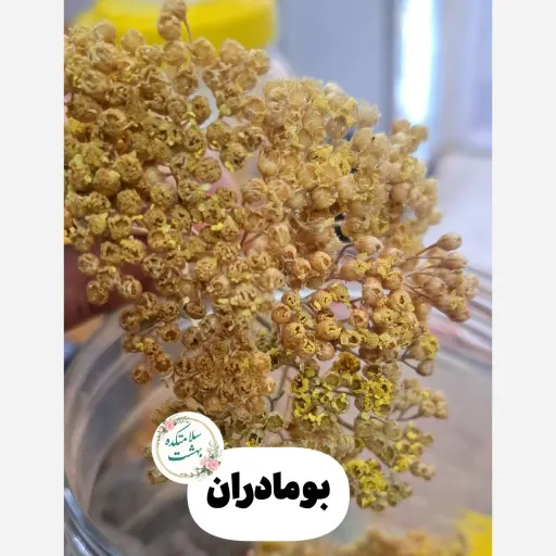 گیاه دارویی گل بومادران زرد (برنجساف) 100گرم