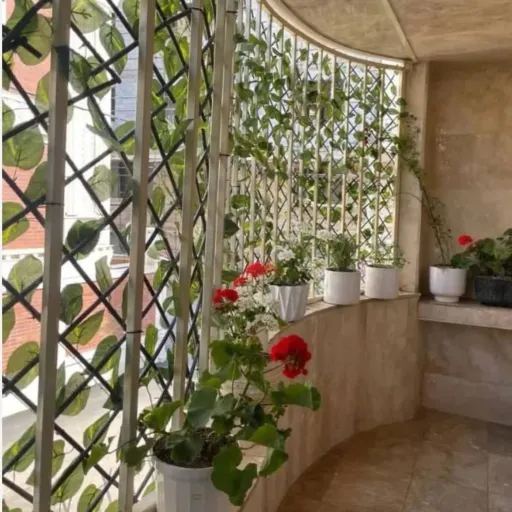 آکاردئونی برگ پتوس
