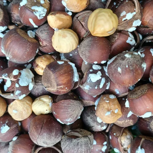 فندق برشته روز تازه و امساله1000گرمی