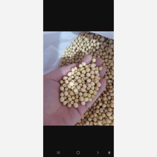 سویا خام محلی نیم کیلویی 